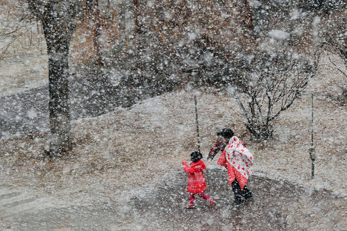 大連陽春三月突降鵝毛大雪3