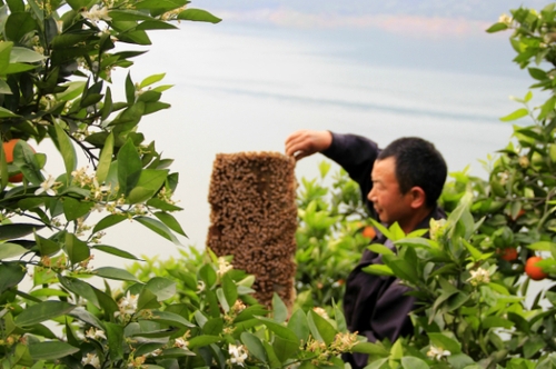 4月29日，三峽庫區(qū)湖北秭歸縣泄灘鄉(xiāng)陳家灣村五組村民陳宗紅在柑橘園里放養(yǎng)蜜蜂。