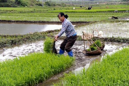 5月5日，廣西羅城縣四把鎮(zhèn)新印村村民在起秧苗，準備插田。