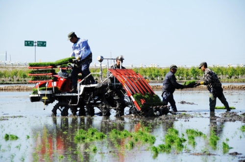 5月9日，在黑龍江省二九一農(nóng)場的水田里，種植戶操作插秧機(jī)進(jìn)行插秧。