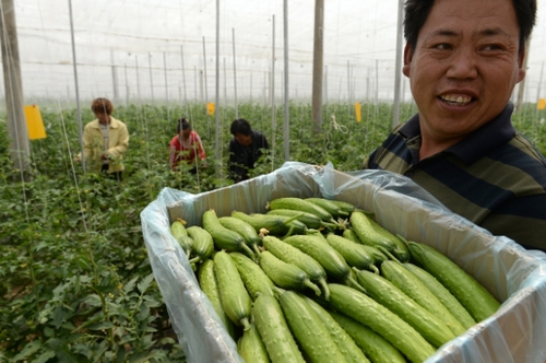 5月13日，在河北花香畦生態(tài)農(nóng)業(yè)科技有限公司有機(jī)蔬菜農(nóng)場(chǎng)雙膜溫室大棚內(nèi)，工作人員在采摘有機(jī)黃瓜。