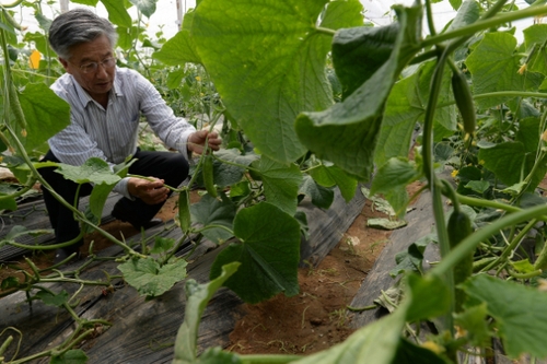 5月13日，在河北花香畦生態(tài)農(nóng)業(yè)科技有限公司有機(jī)蔬菜農(nóng)場(chǎng)雙膜溫室大棚內(nèi)，河北省農(nóng)協(xié)有機(jī)專業(yè)委員會(huì)專家在檢查有機(jī)黃瓜長(zhǎng)勢(shì)。