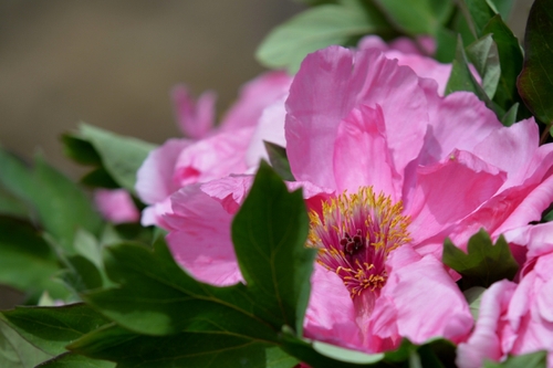 　盛開(kāi)的牡丹花成為農(nóng)家小院里一道風(fēng)景（5月13日攝）。