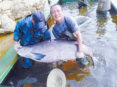 河南信陽一水庫捕出巨魚-長(zhǎng)1.76米重147斤-2