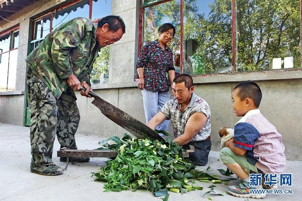 　7月14日，王曉兵（右二）和父親一起給羊鍘草。