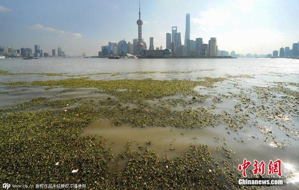 2014年11月19日，上海黃浦江退潮，外灘景觀水域近蘇州河段被大量水葫蘆幾乎占據(jù)，有的甚至沖進(jìn)了防汛墻邊的攔截網(wǎng)。