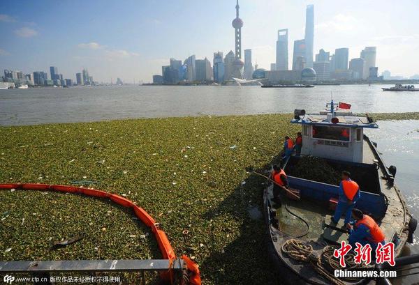 2014年11月19日，上海黃浦江退潮，外灘景觀水域近蘇州河段被大量水葫蘆幾乎占據2