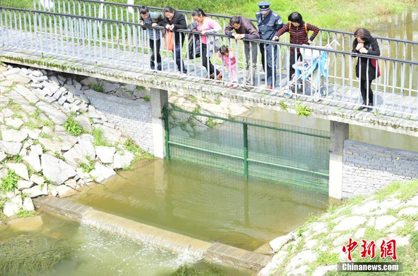 湖北宜昌現(xiàn)鯽魚跳“龍門”奇觀我要評論-2