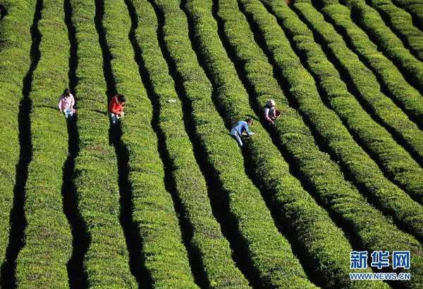 全國(guó)各產(chǎn)茶區(qū)迎來(lái)“明前茶”采摘高峰10