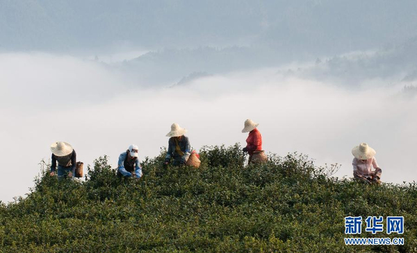 全國(guó)各產(chǎn)茶區(qū)迎來(lái)“明前茶”采摘高峰4