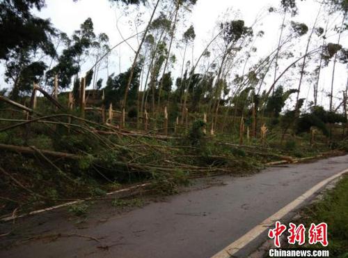 　廣安市武勝縣三溪、飛龍等鄉(xiāng)鎮(zhèn)境內(nèi)遭受狂風雷電冰雹災害大樹被吹斷。（王爵攝）