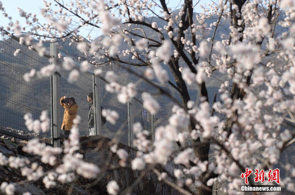 和諧號(hào)列車(chē)穿越居庸關(guān)花海 被贊開(kāi)往春天的列車(chē)9