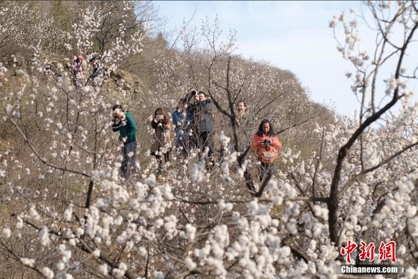 和諧號(hào)列車(chē)穿越居庸關(guān)花海 被贊開(kāi)往春天的列車(chē)8