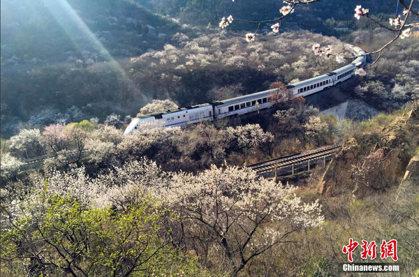 和諧號(hào)列車(chē)穿越居庸關(guān)花海 被贊開(kāi)往春天的列車(chē)6