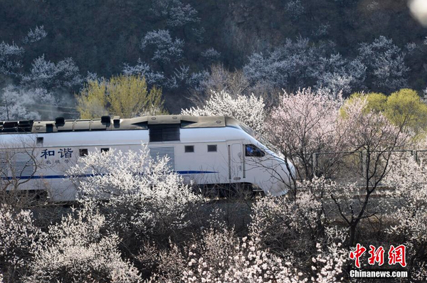 和諧號(hào)列車(chē)穿越居庸關(guān)花海 被贊開(kāi)往春天的列車(chē)4