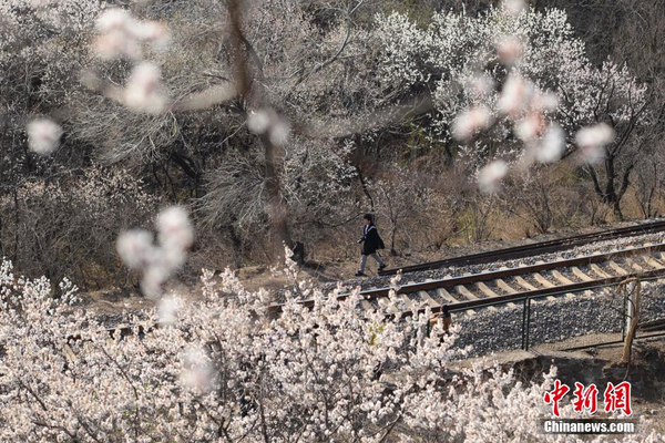 和諧號(hào)列車(chē)穿越居庸關(guān)花海 被贊開(kāi)往春天的列車(chē)7