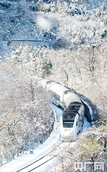 S2列車如一條銀蛇，穿梭于寂靜的深谷，沿途積雪千樹萬樹猶如梨花盛開，時(shí)間宛若凝固。