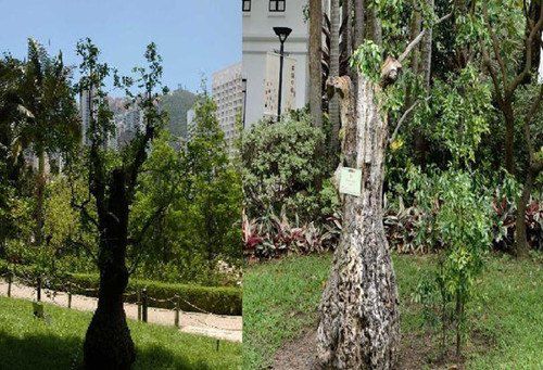 香港公園一棵樹齡達400年的棗樹枯萎被斬。