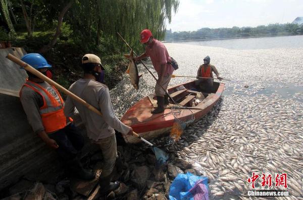 印尼一湖內(nèi)現(xiàn)數(shù)千死魚(yú) 或?yàn)樗疁刈兓?