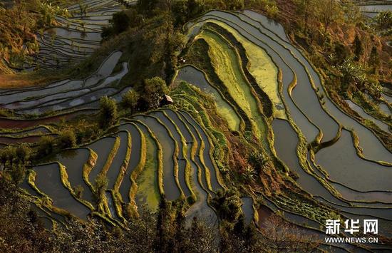 這是云南省紅河州元陽縣的哈尼梯田美景（1月11日攝）。