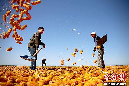 資料圖。農(nóng)民揮動鐵锨晾曬玉米，使得滿地盡帶“黃金甲”，成為一道靚麗的風景線。趙琳 攝