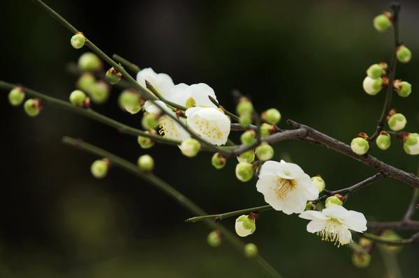 梅花經(jīng)常出現(xiàn)在除歲迎新詩作中