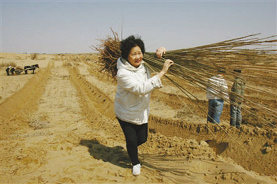 由于車子無法進入沙漠，樹苗必須肩扛，年逾花甲的易解放每次都會帶頭參與。