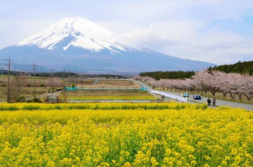 日本富士山下油菜花悉數(shù)綻放與櫻花交相輝映（圖）