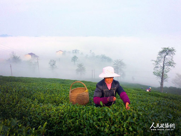 茶園里，茶農(nóng)正在采茶 呂躍兵 攝