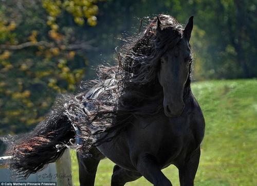 這匹馬屬于位于美國歐扎克山脈的Pinnacle Friesians，在社交媒體臉書主頁上它已經擁有了超過12500位粉絲。