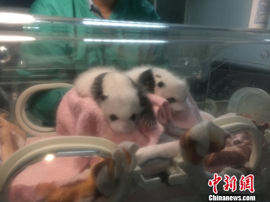 重慶動物園大熊貓“蘭香”雙胞胎幼崽順利度過危險期