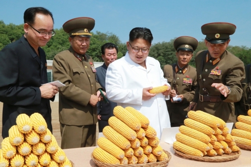 金正恩察看農(nóng)作物試點栽培田和溫室等，具體了解了育種情況。金正恩對農(nóng)場新培育出的適合朝鮮氣候土壤條件、產(chǎn)量高的玉米品種表示滿意。金正恩就農(nóng)場的今后工作作出指示，并為新品種玉米命名“平玉9”號。