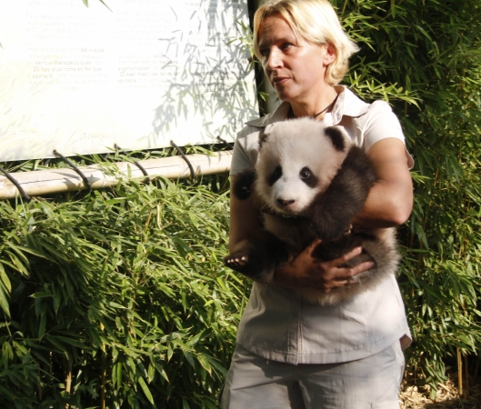 9月15日，在比利時(shí)布呂熱萊特的天堂動(dòng)物園，工作人員抱著大熊貓寶寶“天寶”出席取名儀式。