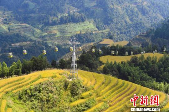 “十一”黃金周期間，層層疊疊的龍脊梯田猶如“大地鋪金”，美不勝收。　潘志祥 攝