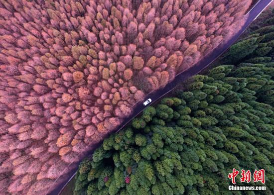 資料圖：重慶市南川區(qū)山王坪喀斯特國(guó)家生態(tài)公園內(nèi)的萬(wàn)畝林海五彩繽紛，美不勝收。 <a target='_blank' href='http://www.chinanews.com/'>中新社</a>記者 陳超 攝