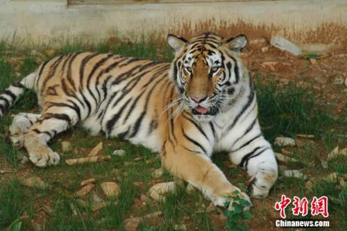 圖為合肥野生動(dòng)物園的老虎。園方供圖