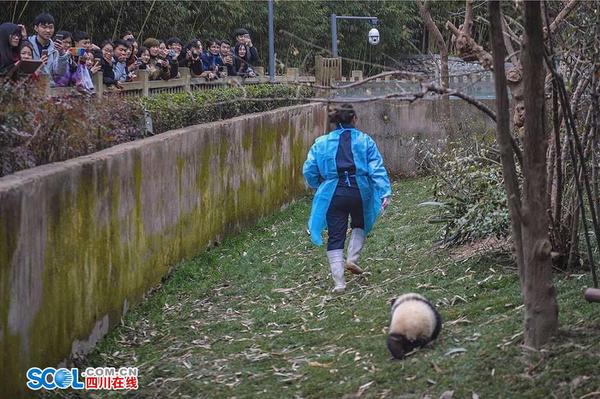 段東瓊說：“一開始，寶寶們還需要逐個抱著喂奶，現(xiàn)在它們長大了，只需要把奶瓶送上，它們就很開心地自己捧著奶瓶喝了。”奶爸奶媽們抱著大熊貓寶寶喂奶的樣子，就像是喂自己的孩子，小心翼翼又充滿了愛。 記者 郝飛 攝影報道