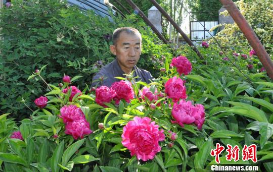 任建德2008年把花苗裝在袋子里從洛陽(yáng)背回新疆。圖為他定植了第四年的芍藥?！∩蝾Ｑ?攝