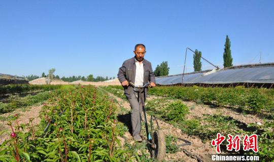 任建德正在給牡丹、芍藥園中耕除草?！∩蝾Ｑ?攝