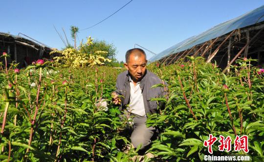 旋耕機(jī)把芍藥的枝條碰倒了，任建德正在扶枝。　沈睿燕 攝