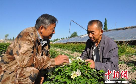 任建德正給人介紹牡丹花的食用和藥用價(jià)值?！∩蝾Ｑ?攝