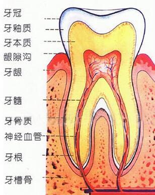 健康的牙齒