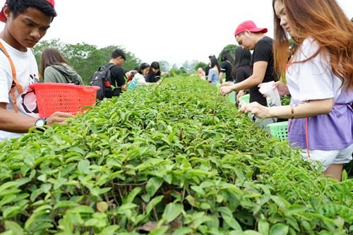 中國(guó)僑網(wǎng)采茶溯源。（華僑大學(xué)華文學(xué)院供圖：楊惠晶 張芬妮）