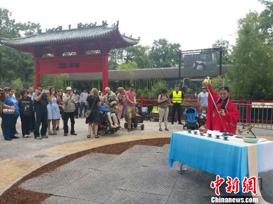 功夫茶藝亮相柏林動(dòng)物園大熊貓館 鐘欣 攝