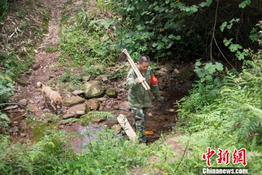 護林如愛家四川敘永退伍老兵守護山林15年如一日