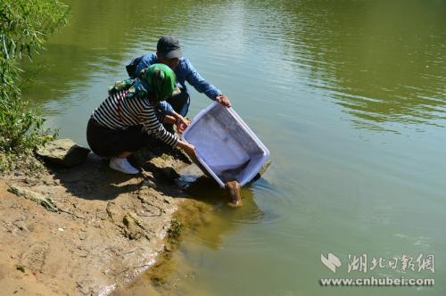 王崗和田巍夫婦正在放生娃娃魚。通訊員 李維君 攝。