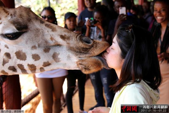 資料圖：當?shù)貢r間1月15日，肯尼亞內(nèi)羅畢的一個動物園內(nèi)，游客用嘴喂食長頸鹿，人與動物親密接觸，其樂融融。