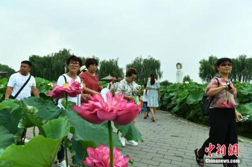 8月2日，位于雄安新區(qū)的“華北明珠”白洋淀游人如織。據(jù)了解，目前正值白洋淀最美季節(jié)，淀內(nèi)葦綠荷紅，360余種中外荷花吸引著各地的游客。圖為游客在白洋淀荷花大觀園賞荷。<a target='_blank' href='http://www.chinanews.com/'>中新社</a>記者 翟羽佳 攝