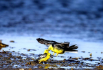 中國最大的鹽湖吸引眾多珍稀野生鳥類棲息過冬