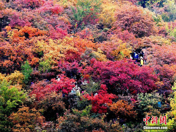 北京紅葉進(jìn)入最佳觀賞期